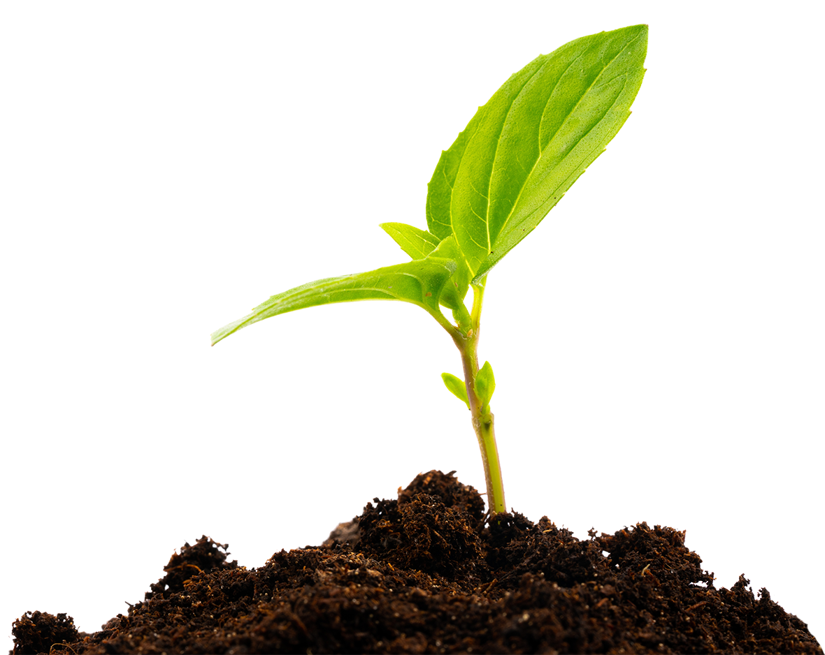tree sapling